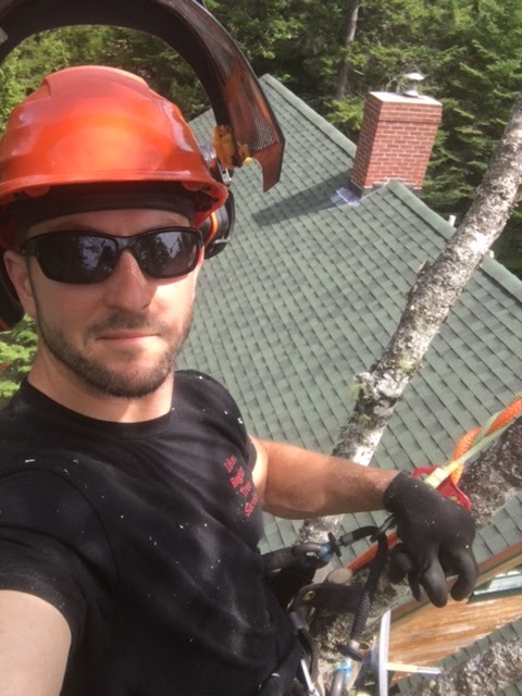 Tree service work photo from a wooded property